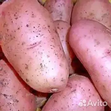 Семенной картофель рябинушка