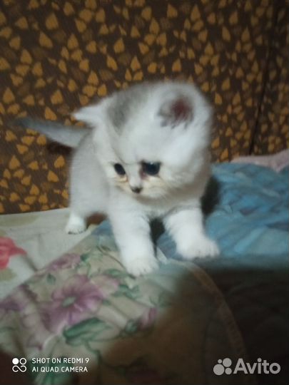 Шотландские прямоухие и вислоухие котята девочки