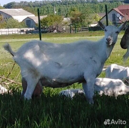 Дойные козы