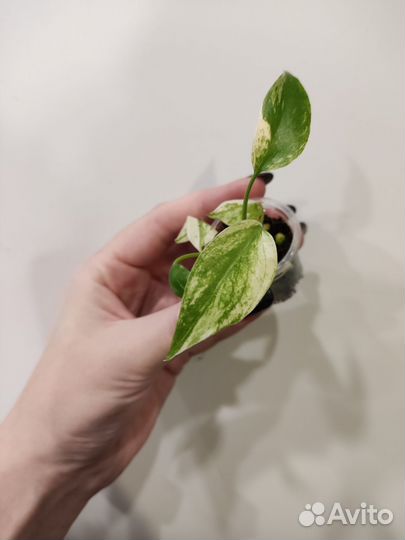 Монстера делициоза минт