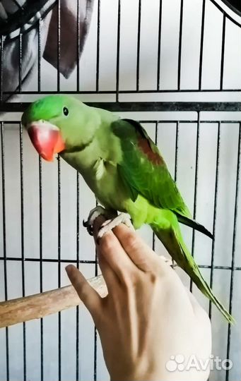 Александрийский попугай ручной