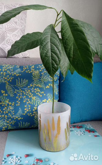 Авокадо растение