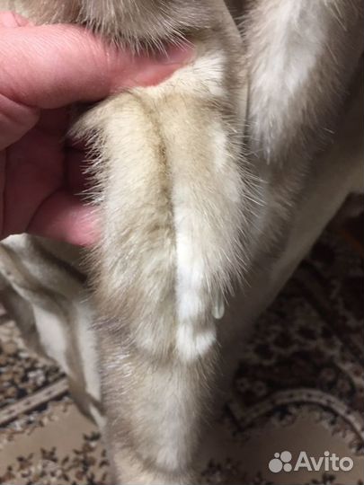 Ремонт шуб,перекрой из натурального меха