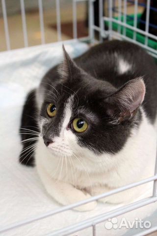 В добрые руки