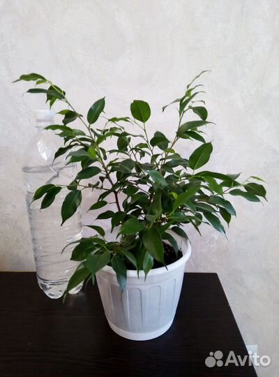Фикус бенджамина