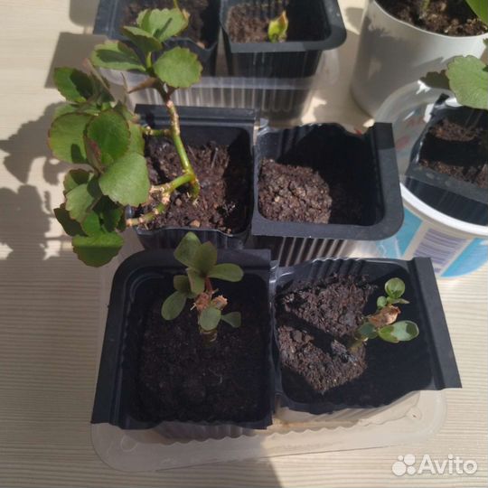 Каланхоэ цветущий