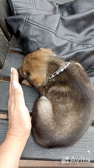 Отдам бесплатно щенка