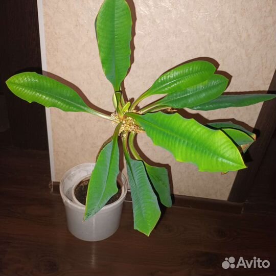 Комнатные цветы
