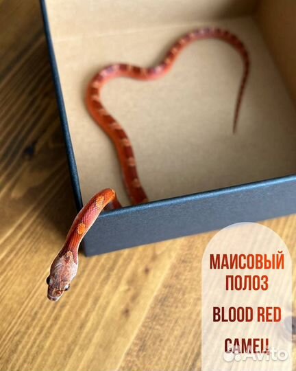Маисовый полоз blood red