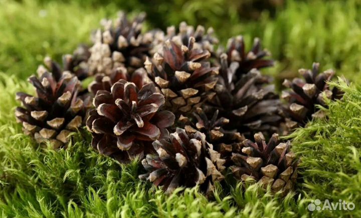 Шишки сосновые