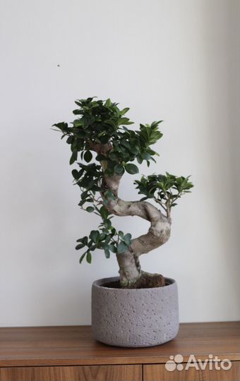 Бонсай фикус гинсенг