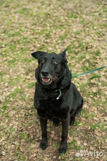Дарт очень тоскует в приюте (Собака из приюта)