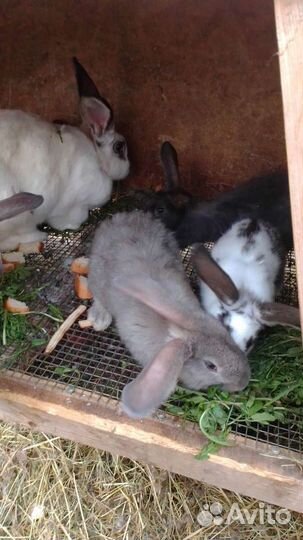 Цеплят,яйцо инкубационное и на еду, кролики