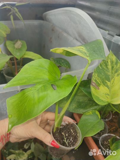 Монстера Еллоу вар