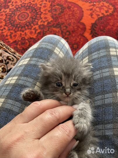 Котята в добрые руки даром
