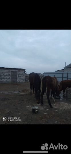 Лошадь