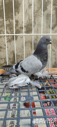 Узбекские бойные голуби(Термезы)молодёжь