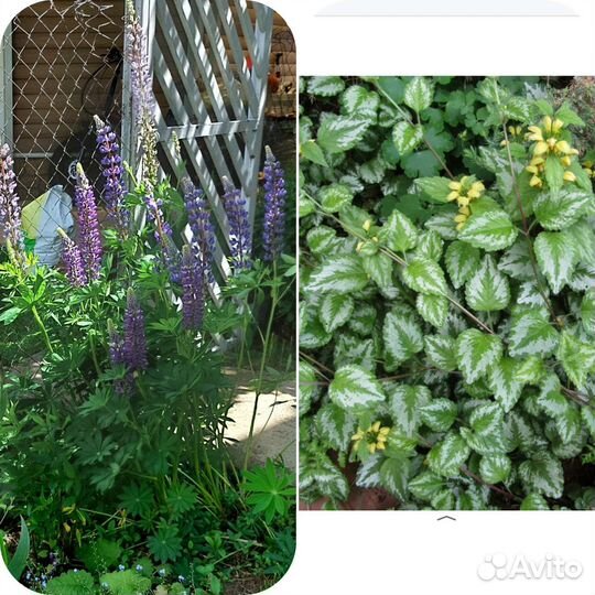 Многолетники для сада. Люпин и яснотка