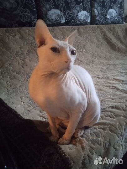 Донской сфинкс