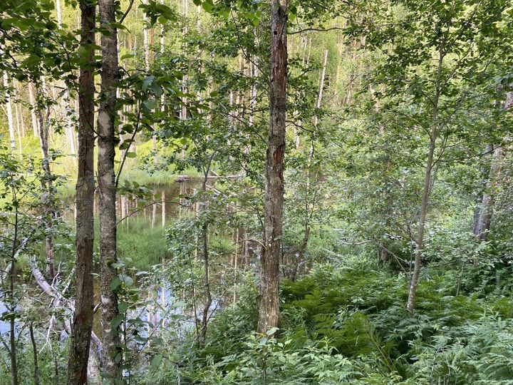 Участок 12,5 сот. (СНТ, ДНП)