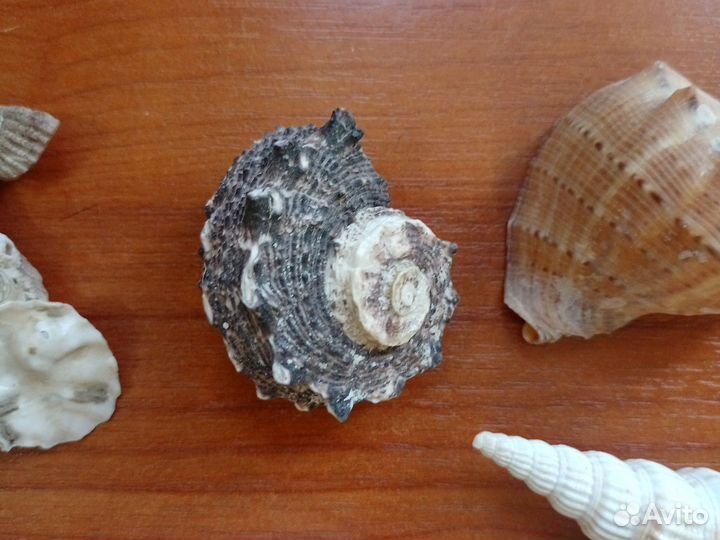 Набор морских ракушек