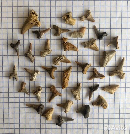 Набор зубов ископаемых акул