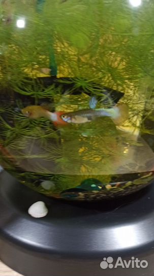 Аквариум с рыбками