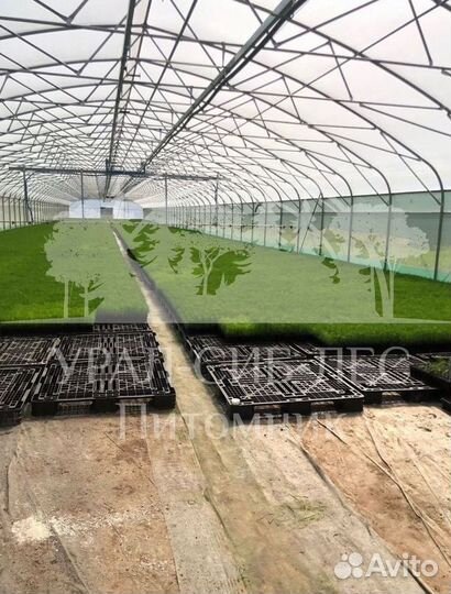 Зкс Сосна сеянцы Ели Лиственницы окс Голуб Горная