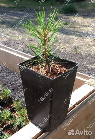 Саженцы кедра от производителя