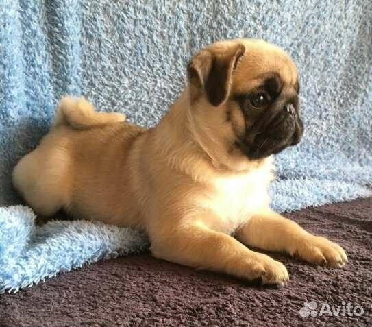 Мопс абрикосовый мальчик