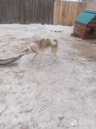 Лайка зсл кабель