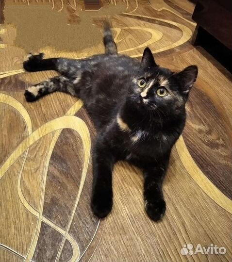 Стерилизованная кошечка 6 месяцев