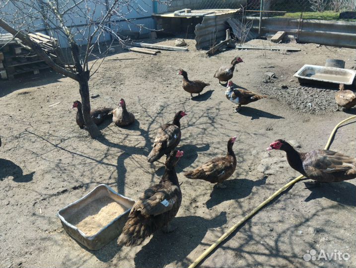 Мускусные утки тяжелые линии