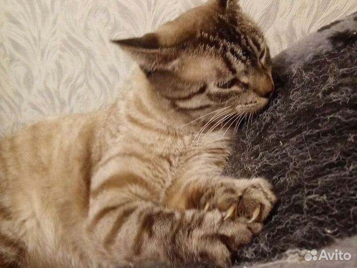 Кошка в дар бесплатно с когтеточкой