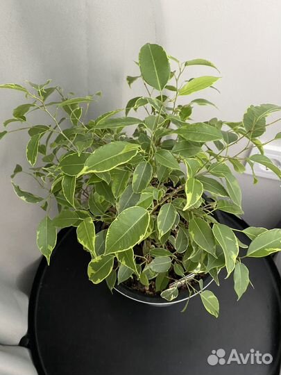 Фикус кинки