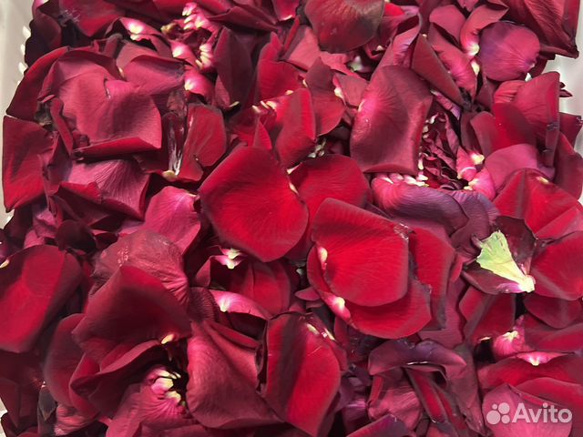 Лепестки живой розы