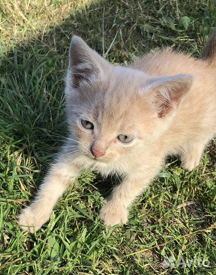 Котенок бежевый (кофе с молоком) Арсен