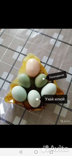 Инкубационное яйцо