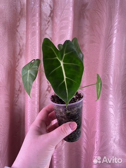 Alocasia micholitziana