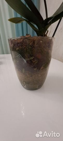 Орхидея Mosella