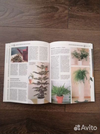 Все о комнатных растениях