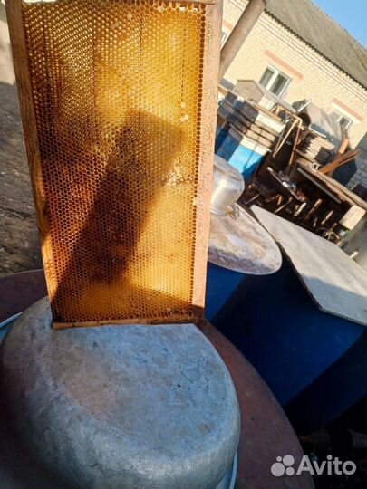 Суш рутовская