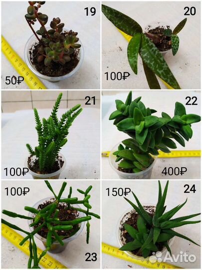 Суккуленты: алоэ, крассулы, крестовник, церопегия