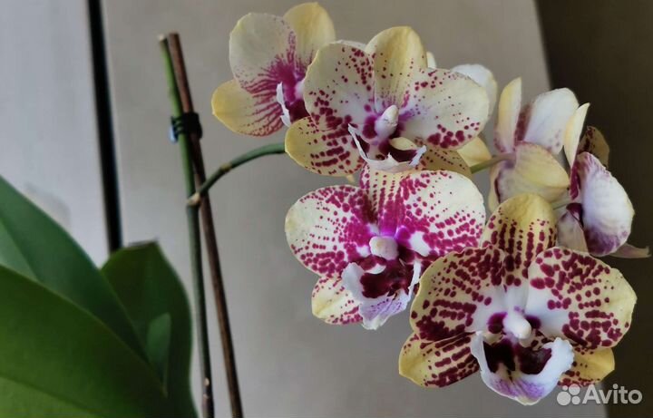 Орхидея фаленопсис восточный экспресс