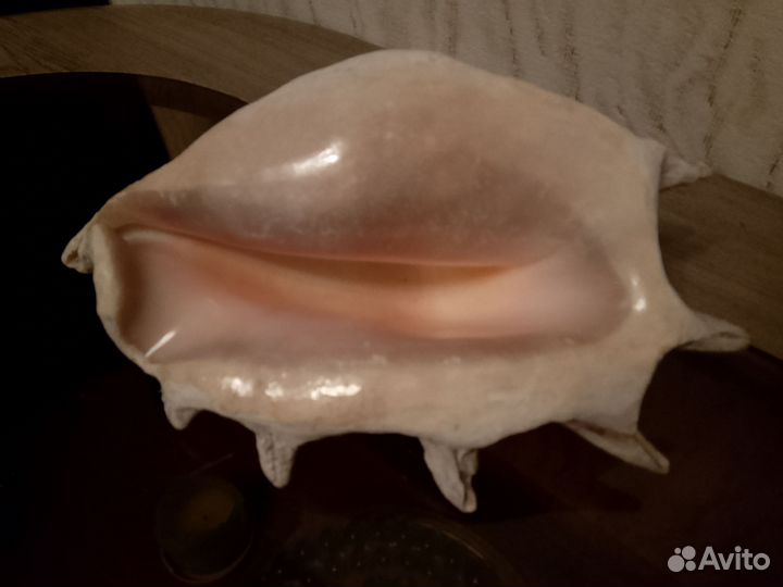 Ракушка натуральная интерьерная СССР 24 см