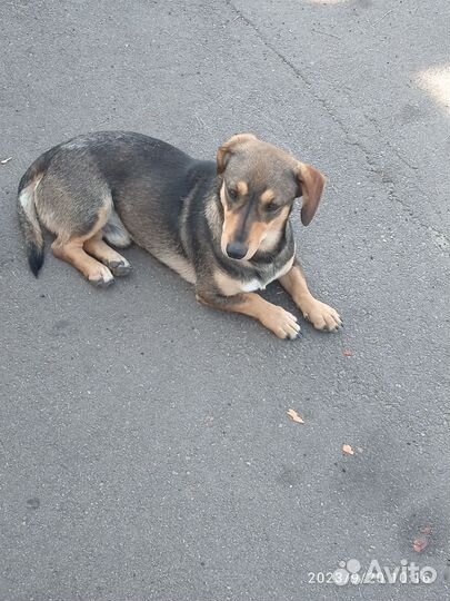 Собака в добрые руки щенок мальчик