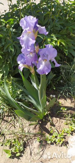 Ирисы бородатые и сортовые