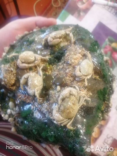 Сувениры с крабами ручная работа для коллекции