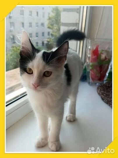 Выдают себя за мейкунов