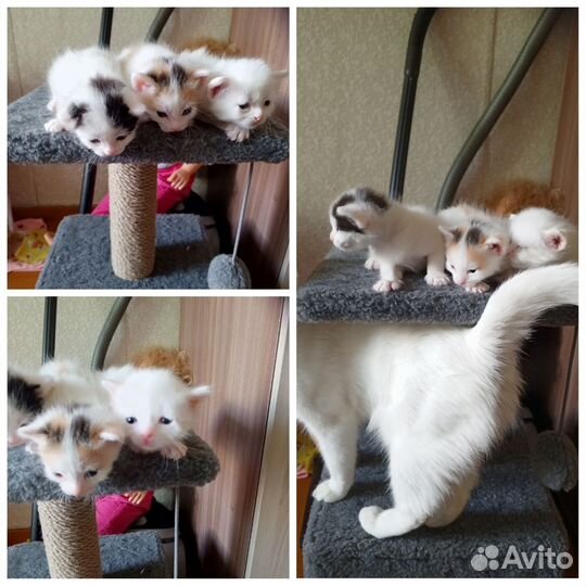 Котята в добрые руки